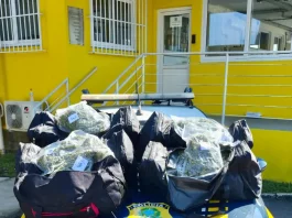 Viatura da PRF com drogas apreendidas em cima do capô