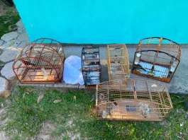 Polícia Civil cumpre mandados de busca em continuidade à investigação da farra do boi na Capital Animais silvestres apreendidos durante ação da Polícia Civil contra a farra do boi