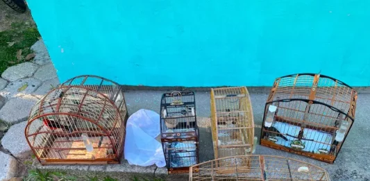 Polícia Civil cumpre mandados de busca em continuidade à investigação da farra do boi na Capital Animais silvestres apreendidos durante ação da Polícia Civil contra a farra do boi