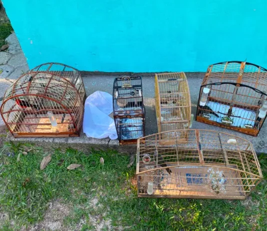 Animais silvestres apreendidos durante ação da Polícia Civil contra a farra do boi