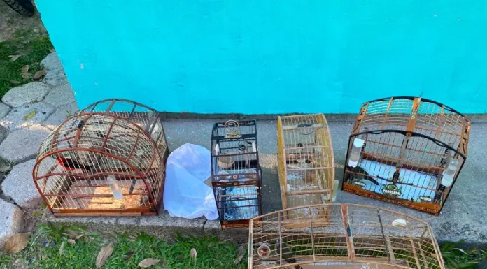 Polícia Civil cumpre mandados de busca em continuidade à investigação da farra do boi na Capital Animais silvestres apreendidos durante ação da Polícia Civil contra a farra do boi