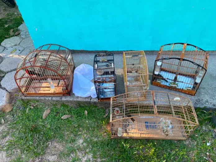 animais silvestres Animais silvestres apreendidos durante ação da Polícia Civil contra a farra do boi
