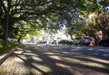 Rua arborizada de Florianópolis com árvores de grande porte formando um corredor verde sobre a via, ilustrando a importância da arborização urbana para o sombreamento e a qualidade ambiental da cidade.