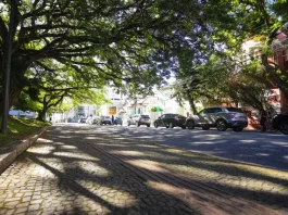 Florianópolis abre consulta pública para definir plano de arborização urbana Rua arborizada de Florianópolis com árvores de grande porte formando um corredor verde sobre a via, ilustrando a importância da arborização urbana para o sombreamento e a qualidade ambiental da cidade.