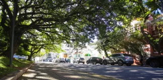 Rua arborizada de Florianópolis com árvores de grande porte formando um corredor verde sobre a via, ilustrando a importância da arborização urbana para o sombreamento e a qualidade ambiental da cidade.