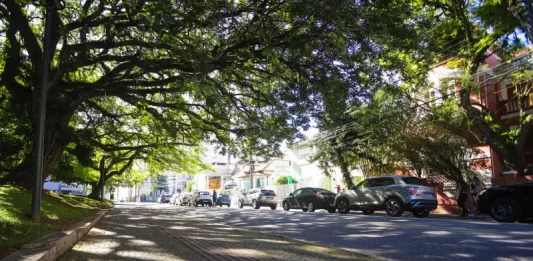 Florianópolis abre consulta pública para definir plano de arborização urbana Rua arborizada de Florianópolis com árvores de grande porte formando um corredor verde sobre a via, ilustrando a importância da arborização urbana para o sombreamento e a qualidade ambiental da cidade.