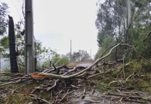 Temporais deixam 463 desalojados e três cidades decretam situação de emergência em SC Árvores caidas após temporais com granizo em Santa Catarina