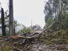 Árvores caidas após temporais com granizo em Santa Catarina