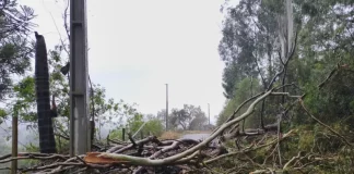 Árvores caidas após temporais com granizo em Santa Catarina
