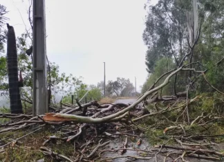 Temporais deixam 463 desalojados e três cidades decretam situação de emergência em SC Árvores caidas após temporais com granizo em Santa Catarina