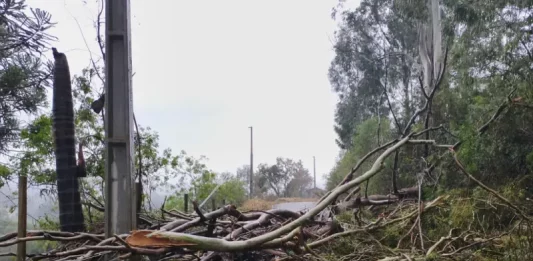 Temporais deixam 463 desalojados e três cidades decretam situação de emergência em SC Árvores caidas após temporais com granizo em Santa Catarina