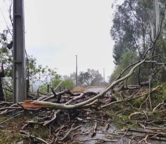Temporais deixam 463 desalojados e três cidades decretam situação de emergência em SC Árvores caidas após temporais com granizo em Santa Catarina