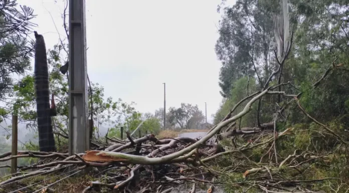 Temporais deixam 463 desalojados e três cidades decretam situação de emergência em SC Árvores caidas após temporais com granizo em Santa Catarina