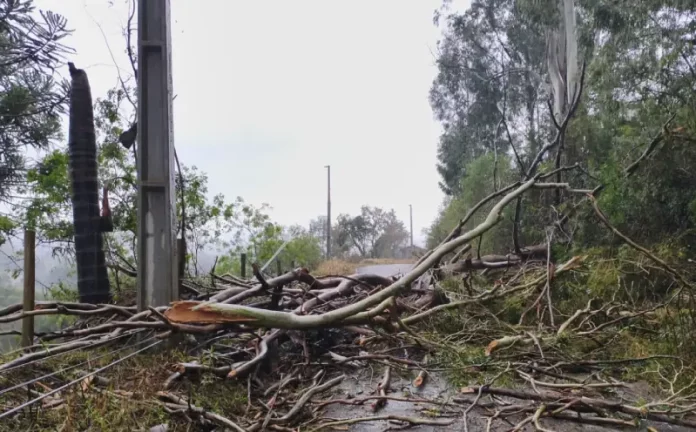 temporais Árvores caidas após temporais com granizo em Santa Catarina