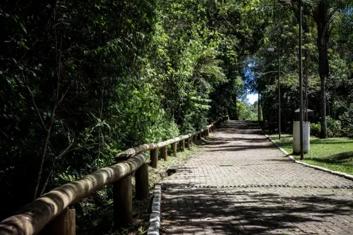 um dia no parque Foto do Parque Natural Municipal do Morro da Cruz, onde será realizado o evento Um Dia no Parque