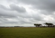 Ventos podem superar 80 km/h em algumas regiões de Santa Catarina Árvores inclinadas pela força do vento sob céu encoberto, ilustrando a ocorrência de ventos fortes e a instabilidade do tempo em uma área rural.