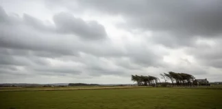 Árvores inclinadas pela força do vento sob céu encoberto, ilustrando a ocorrência de ventos fortes e a instabilidade do tempo em uma área rural.
