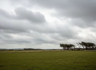 Ventos podem superar 80 km/h em algumas regiões de Santa Catarina Árvores inclinadas pela força do vento sob céu encoberto, ilustrando a ocorrência de ventos fortes e a instabilidade do tempo em uma área rural.