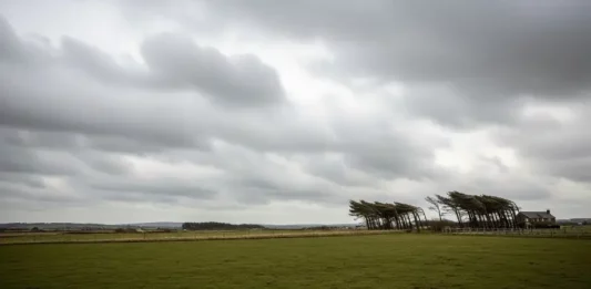 Ventos podem superar 80 km/h em algumas regiões de Santa Catarina Árvores inclinadas pela força do vento sob céu encoberto, ilustrando a ocorrência de ventos fortes e a instabilidade do tempo em uma área rural.