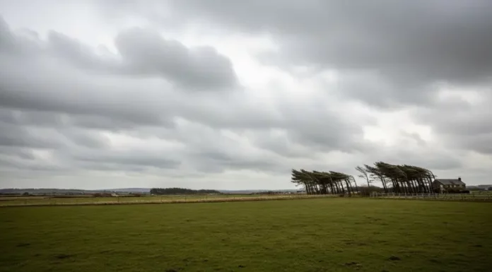 Ventos podem superar 80 km/h em algumas regiões de Santa Catarina Árvores inclinadas pela força do vento sob céu encoberto, ilustrando a ocorrência de ventos fortes e a instabilidade do tempo em uma área rural.
