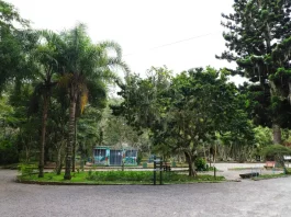 Agosto Lilás: Florianópolis realiza Jardim Lilás com plantio de mudas Foto do Parque Ecológico do Córrego Grande onde será realizado o evento do Agosto Lilás