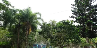 Foto do Parque Ecológico do Córrego Grande onde será realizado o evento do Agosto Lilás