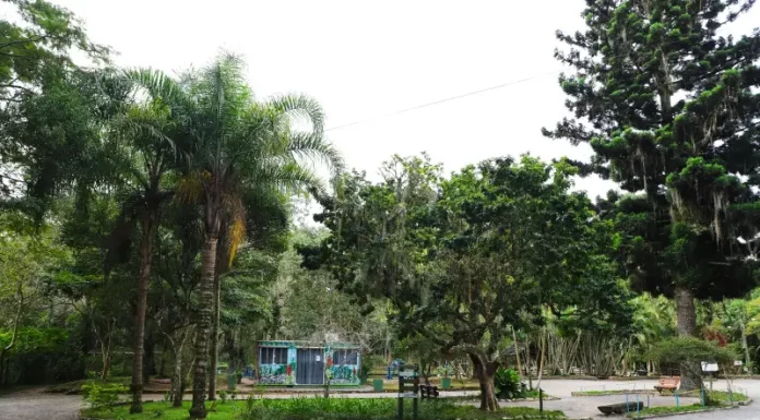 Agosto Lilás: Florianópolis realiza Jardim Lilás com plantio de mudas Foto do Parque Ecológico do Córrego Grande onde será realizado o evento do Agosto Lilás