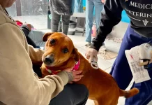 Foto de veterinário atendendo cão no mutirão veterinário realizado em Florianópolis
