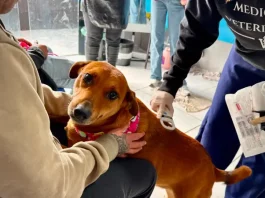 Florianópolis realiza mutirão veterinário para animais de pessoas em situação de rua Foto de veterinário atendendo cão no mutirão veterinário realizado em Florianópolis