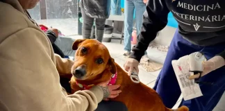 Foto de veterinário atendendo cão no mutirão veterinário realizado em Florianópolis