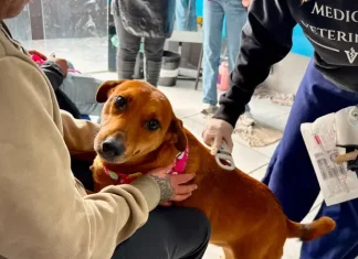 Florianópolis realiza mutirão veterinário para animais de pessoas em situação de rua Foto de veterinário atendendo cão no mutirão veterinário realizado em Florianópolis