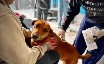 Florianópolis realiza mutirão veterinário para animais de pessoas em situação de rua Foto de veterinário atendendo cão no mutirão veterinário realizado em Florianópolis
