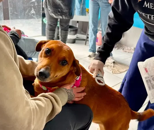 Florianópolis realiza mutirão veterinário para animais de pessoas em situação de rua Foto de veterinário atendendo cão no mutirão veterinário realizado em Florianópolis