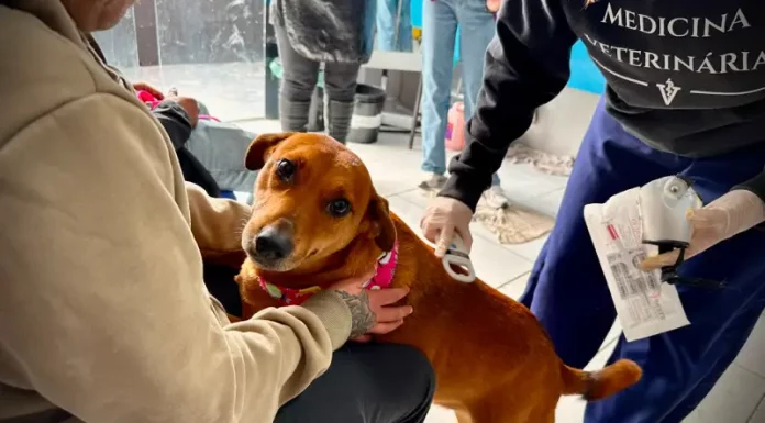 Foto de veterinário atendendo cão no mutirão veterinário realizado em Florianópolis
