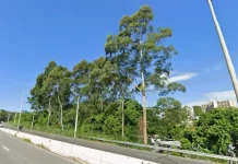 SC-401 terá restrição de trânsito no sentido centro-bairro nos próximos dois sábados Foto da SC-401