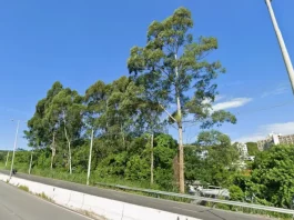 SC-401 terá restrição de trânsito no sentido centro-bairro nos próximos dois sábados Foto da SC-401