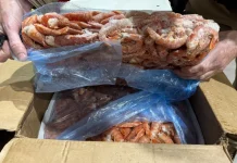 Mais de 5 toneladas de camarão são apreendidas em Indaial Foto da carga de camarão apreendida em Indaial
