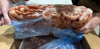Foto da carga de camarão apreendida em Indaial