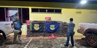 Maconha apreendida pela Polícia Civil e PRF, no Meio-Oeste Catarinense