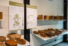 Foto de exposição de madeiras na xiloteca em Florianópolis