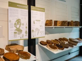 Florianópolis inaugura neste sábado sua primeira xiloteca pública, no Jardim Botânico Foto de exposição de madeiras na xiloteca em Florianópolis