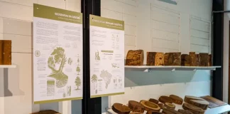 Foto de exposição de madeiras na xiloteca em Florianópolis