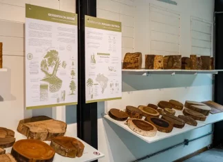Foto de exposição de madeiras na xiloteca em Florianópolis