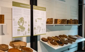 Foto de exposição de madeiras na xiloteca em Florianópolis