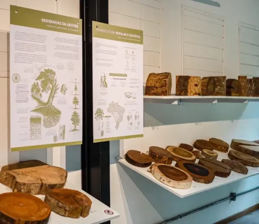 Florianópolis inaugura neste sábado sua primeira xiloteca pública, no Jardim Botânico Foto de exposição de madeiras na xiloteca em Florianópolis