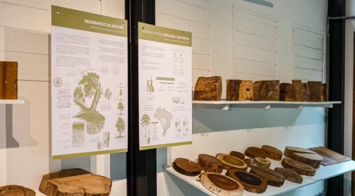 Florianópolis inaugura neste sábado sua primeira xiloteca pública, no Jardim Botânico Foto de exposição de madeiras na xiloteca em Florianópolis