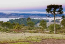 Frio persiste nesta semana e chuva forte retorna a partir de sexta Paisagem rural coberta por geada durante manhã de frio intenso, com araucária e vegetação ao fundo em Santa Catarina.