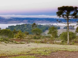 Frio persiste nesta semana e chuva forte retorna a partir de sexta Paisagem rural coberta por geada durante manhã de frio intenso, com araucária e vegetação ao fundo em Santa Catarina.