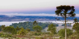 Paisagem rural coberta por geada durante manhã de frio intenso, com araucária e vegetação ao fundo em Santa Catarina.