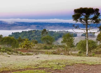 Paisagem rural coberta por geada durante manhã de frio intenso, com araucária e vegetação ao fundo em Santa Catarina.